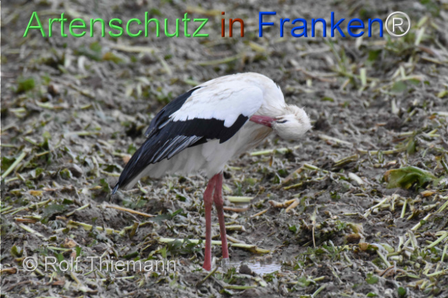 Bild zum Eintrag (1115709-160)