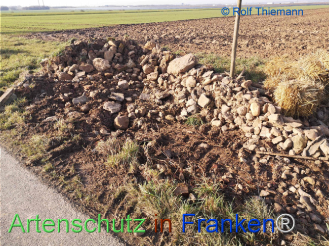 © Artenschutz in Franken® Bild zum Eintrag (1115737-160)