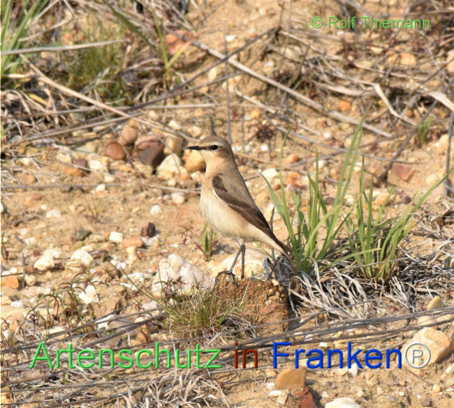 Bild zum Eintrag (1115740-160)