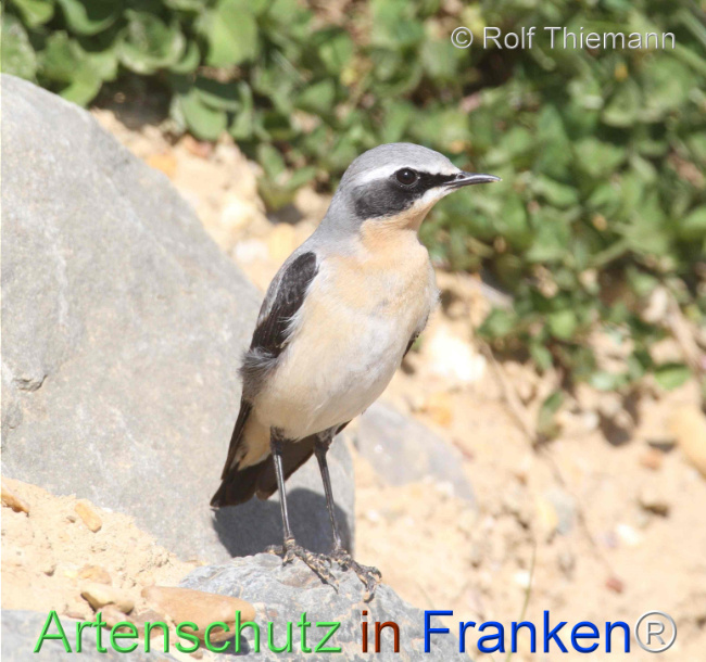Bild zum Eintrag (1115741-160)