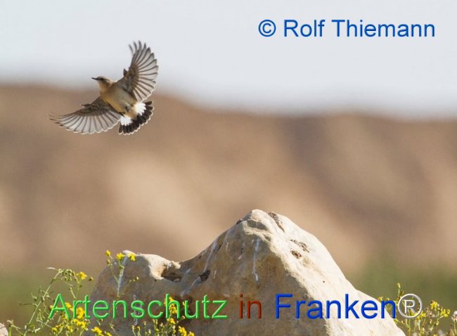 Bild zum Eintrag (1115742-160)