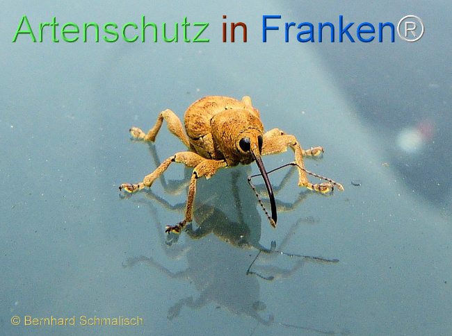 © Artenschutz in Franken® / Bernhard Schmalisch Bild zum Eintrag (1115769-160)