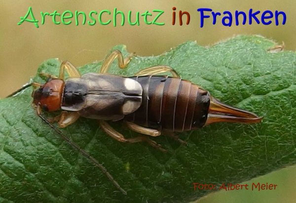 © Artenschutz in Franken® / Albert Meier Bild zum Eintrag (1115833-160)