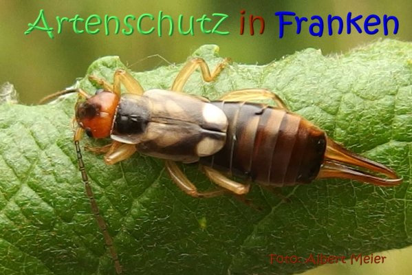 © Artenschutz in Franken® / Albert Meier Bild zum Eintrag (1115835-160)