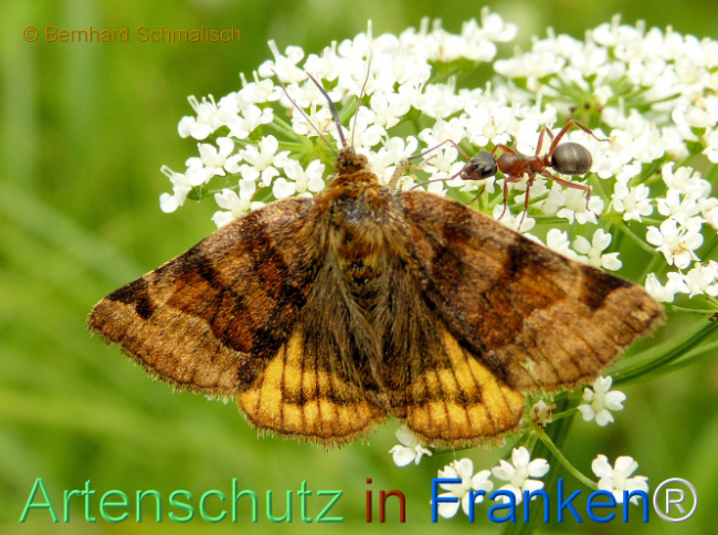 © Artenschutz in Franken® / Bernhard Schmalisch Bild zum Eintrag (1115840-160)