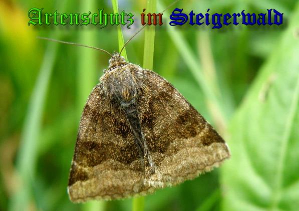 Copyright AiS- Albert Meier Bild zum Eintrag (1115841-160)