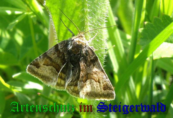 Copyright AiS- Albert Meier Bild zum Eintrag (1115842-160)
