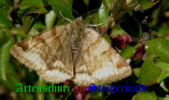Copyright AiS- Albert Meier Bild zum Eintrag (1115843-160)