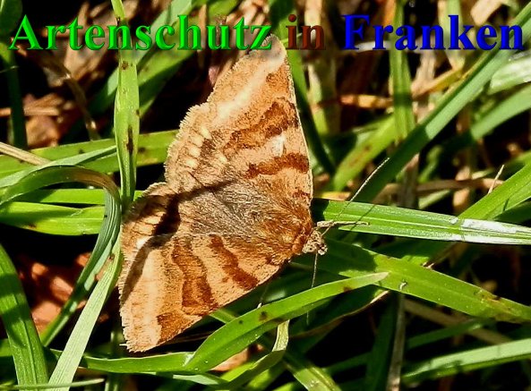 Bild zum Eintrag (1115844-160)