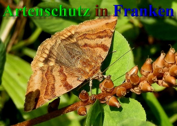 Bild zum Eintrag (1115845-160)
