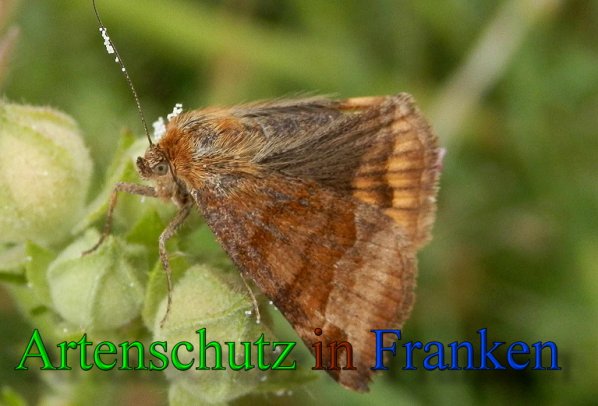 Copyright AiS- Albert Meier Bild zum Eintrag (1115846-160)