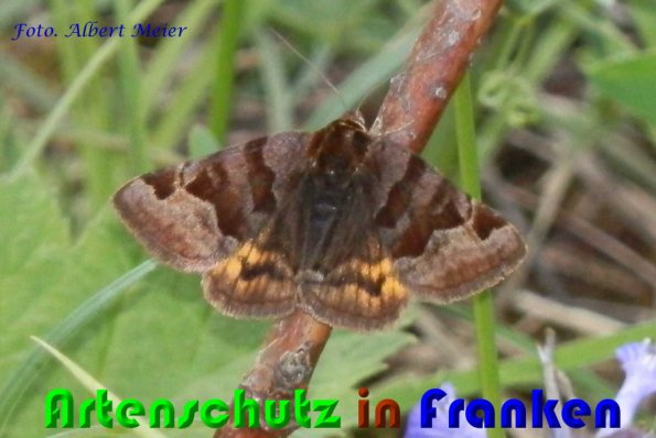 © Artenschutz in Franken® / Albert Meier Bild zum Eintrag (1115849-160)