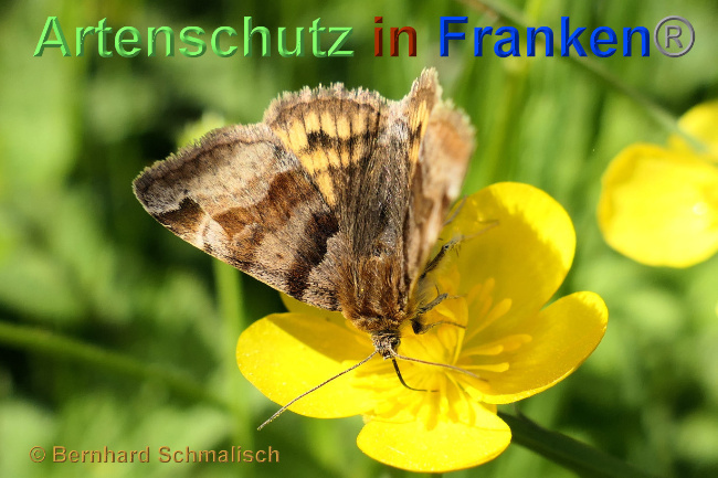 © Artenschutz in Franken® / Bernhard Schmalisch Bild zum Eintrag (1115852-160)