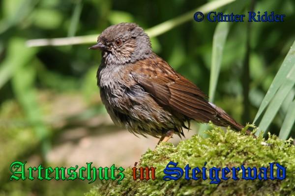 Copyright AiS / 2009 Günter Ridder Bild zum Eintrag (1115900-160)