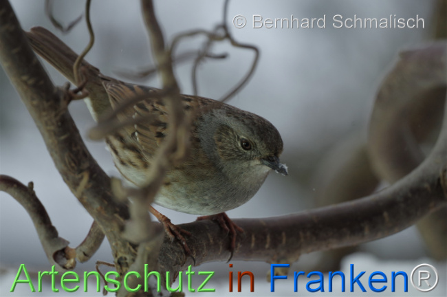 © Artenschutz in Franken® / Bernhard Schmalisch Bild zum Eintrag (1115906-160)