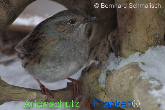 © Artenschutz in Franken® / Bernhard Schmalisch Bild zum Eintrag (1115907-160)