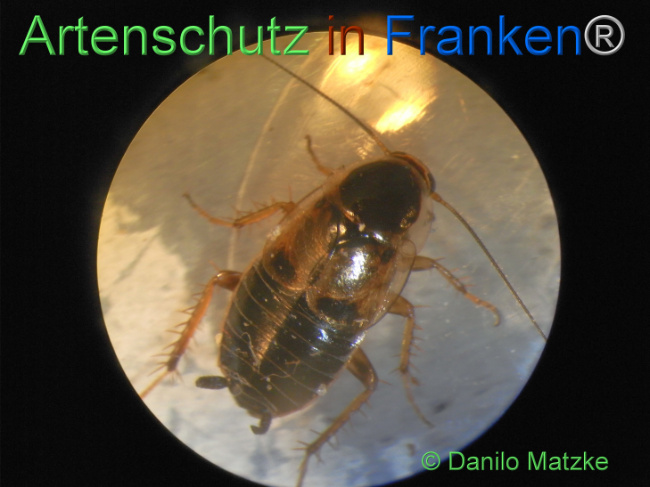 © Artenschutz in Franken® / Danilo Matzke Bild zum Eintrag (1116265-160)