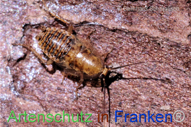 Bild zum Eintrag (1116270-160)