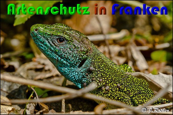 Bild zum Eintrag (1116954-160)