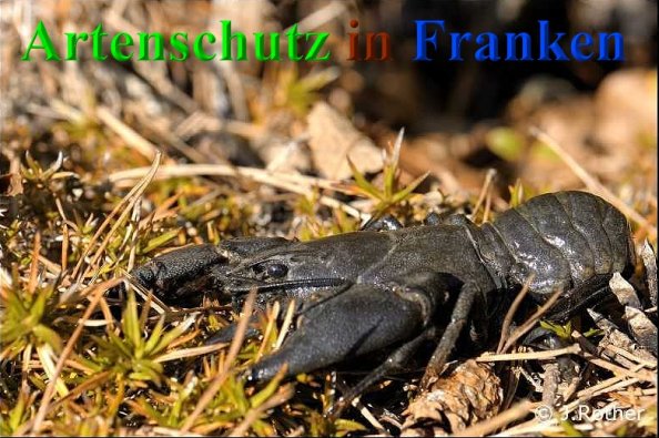 Copyright AiS-Johannes Rother Bild zum Eintrag (1116960-160)