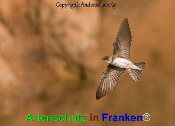 Copyright AiF Andreas Gehrig Bild zum Eintrag (1116963-160)