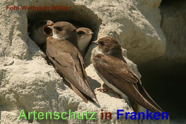Copyright AiS - Wolfgang Willner Bild zum Eintrag (1116965-160)