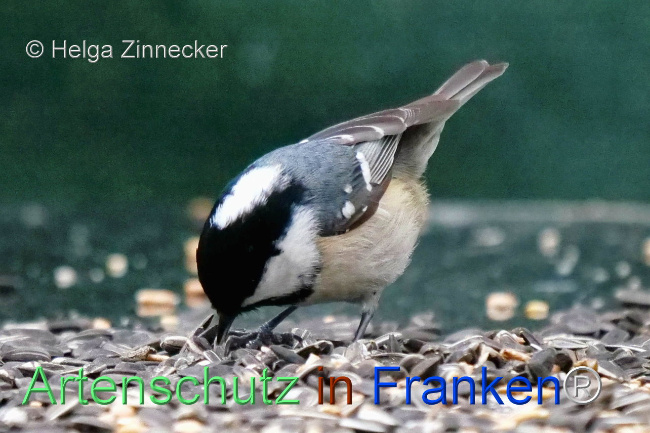 © Artenschutz in Franken® / Helga Zinnecker Bild zum Eintrag (1117092-160)