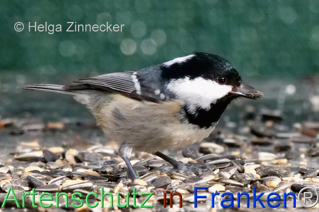 © Artenschutz in Franken® / Helga Zinnecker Bild zum Eintrag (1117093-160)