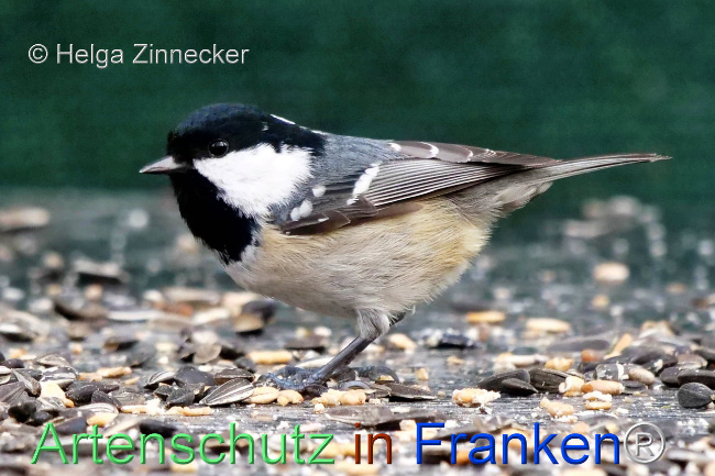 © Artenschutz in Franken® / Helga Zinnecker Bild zum Eintrag (1117095-160)