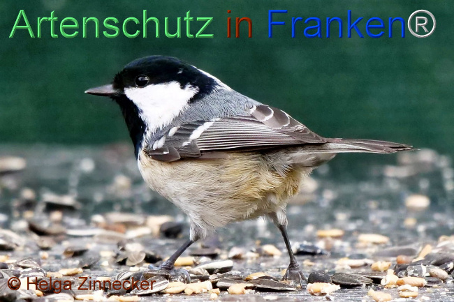 Bild zum Eintrag (1117097-160)