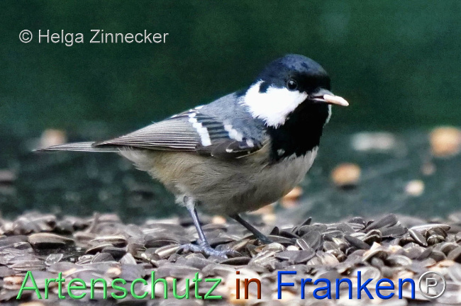 Bild zum Eintrag (1117098-160)