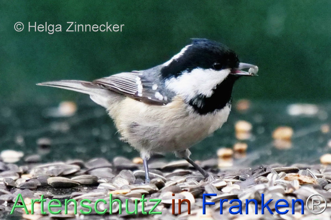 © Artenschutz in Franken® / Helga Zinnecker Bild zum Eintrag (1117100-160)