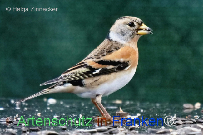 © Artenschutz in Franken® / Helga Zinnecker Bild zum Eintrag (1117291-160)