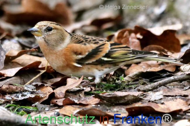 © Artenschutz in Franken® / Helga Zinnecker Bild zum Eintrag (1117292-160)