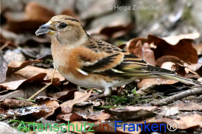 © Artenschutz in Franken® / Helga Zinnecker Bild zum Eintrag (1117293-160)