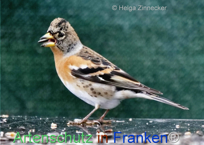 Bild zum Eintrag (1117296-160)