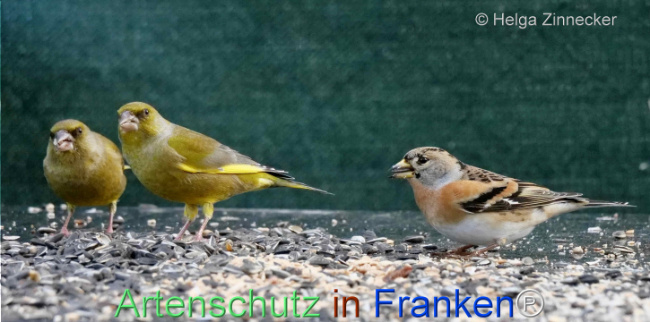 Bild zum Eintrag (1117298-160)