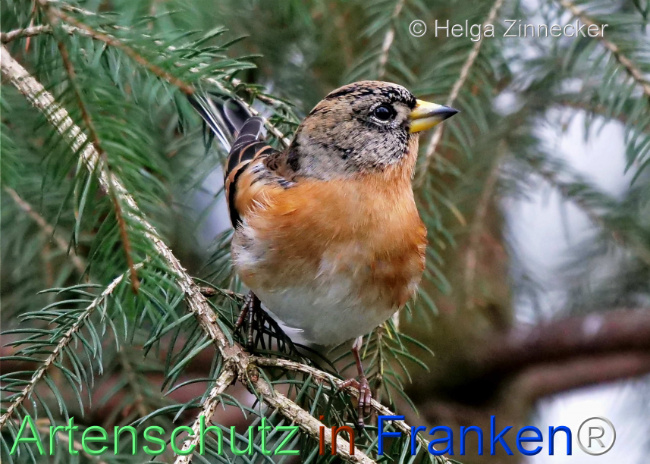 Bild zum Eintrag (1117300-160)