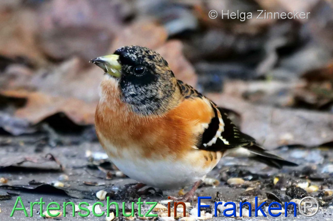 Bild zum Eintrag (1117301-160)