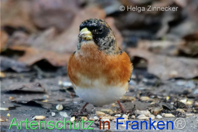 Bild zum Eintrag (1117302-160)