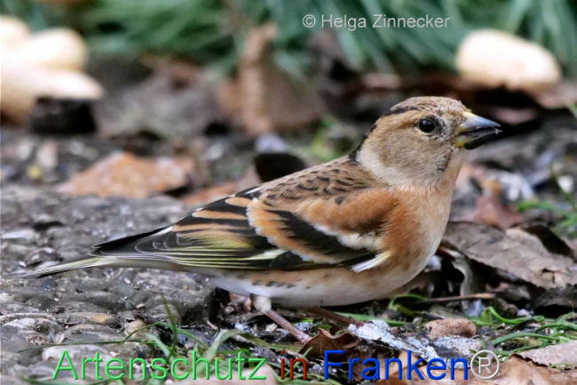Bild zum Eintrag (1117304-160)