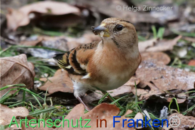 Bild zum Eintrag (1117305-160)