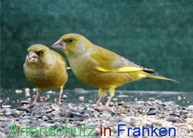 © Artenschutz in Franken® / Helga Zinnecker Bild zum Eintrag (1117308-160)