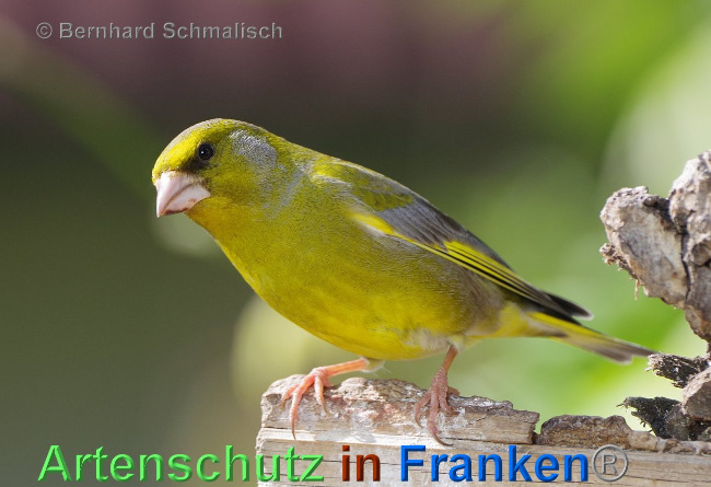 Bild zum Eintrag (1117311-160)