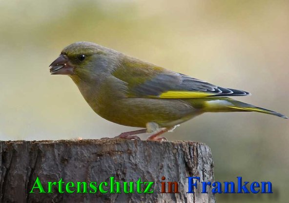 Bild zum Eintrag (1117314-160)