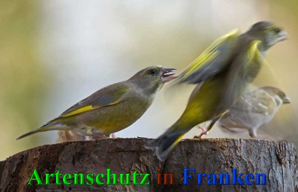 Bild zum Eintrag (1117319-160)