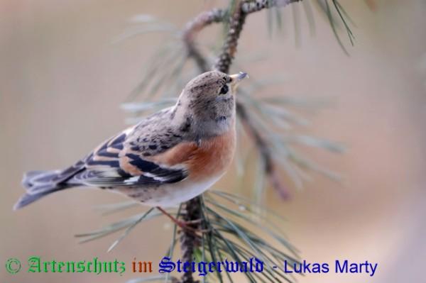 Copyright AiS / 2009 Lukas Marty Naturpixel Bild zum Eintrag (1117320-160)