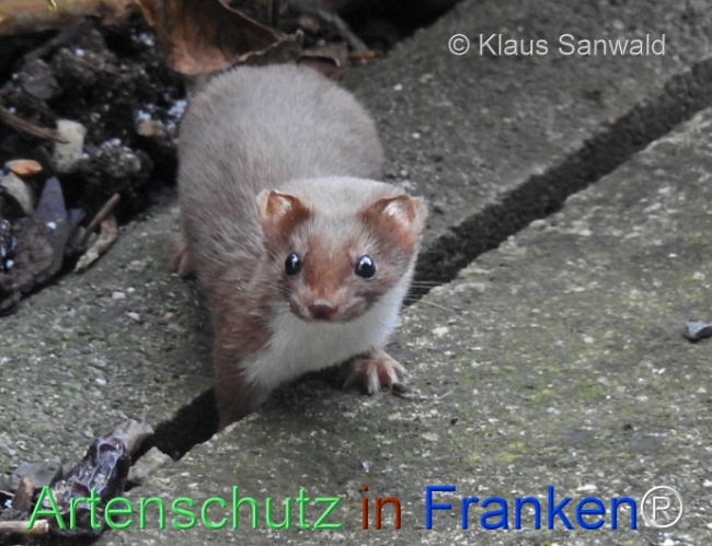 © Artenschutz in Franken® / Klaus Sanwald Bild zum Eintrag (1117472-160)