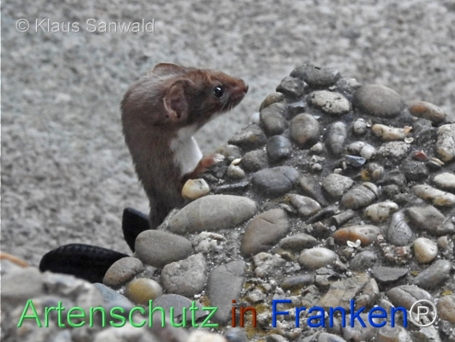 © Artenschutz in Franken® / Klaus Sanwald Bild zum Eintrag (1117473-160)
