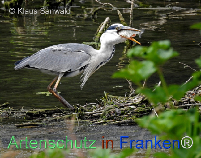 Bild zum Eintrag (1117486-160)